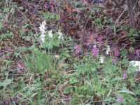 Blommor