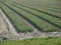Tulpanodling p� Zuidelijk Flevoland