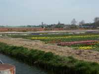 Allehanda blommor i �vcerv�ldigande m�ngder