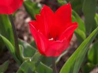 Allehanda blommor i �vcerv�ldigande m�ngder