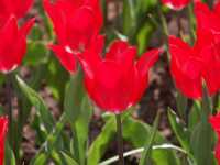 Allehanda blommor i �vcerv�ldigande m�ngder